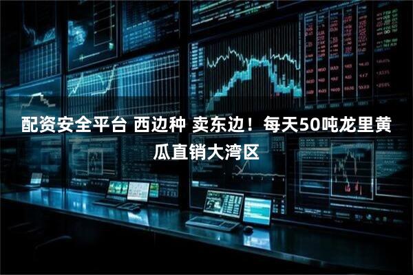 配资安全平台 西边种 卖东边！每天50吨龙里黄瓜直销大湾区